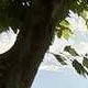 Trunk and lower branches cropped at JPG q=50 — bark texture softens, branches slightly muffled